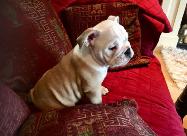 Cuccioli di Bulldog inglese vaccinati e addestrati a casa disponibili per la vendita | Foto 1