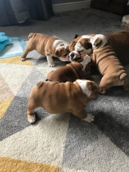 Cuccioli di Bulldog inglese vaccinati e addestrati a casa disponibili per la vendita | Foto 0