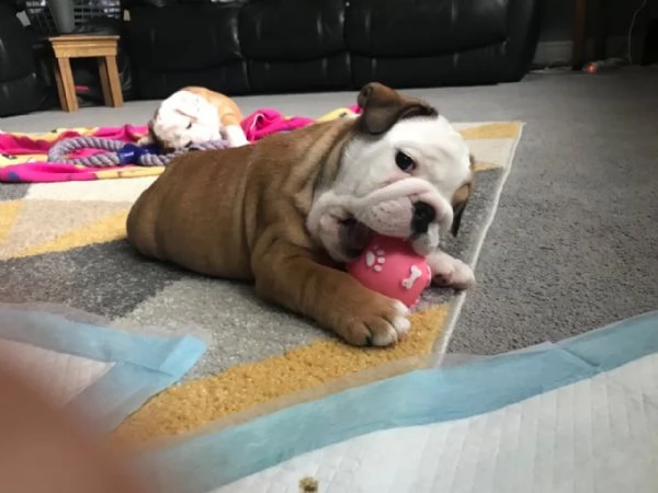 Cuccioli di Bulldog inglese sani e addestrati alla toilette disponibili per la vendita ora | Foto 0