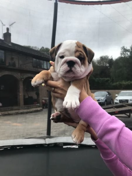 Cuccioli adorabili di Bulldog inglese vaccinati disponibili ora per famiglie ospitanti | Foto 4