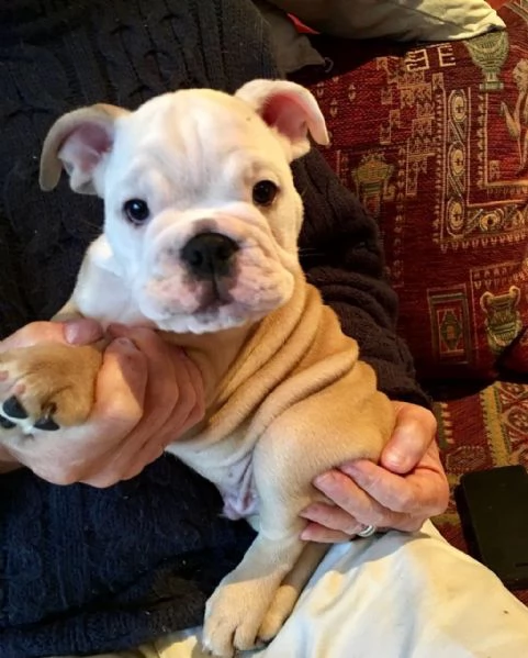 Cuccioli di Bulldog inglese di prima linea pronti per te. | Foto 1