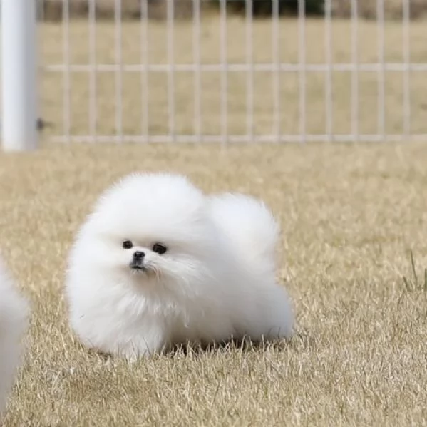 Pomerania di razza cerca una casa 