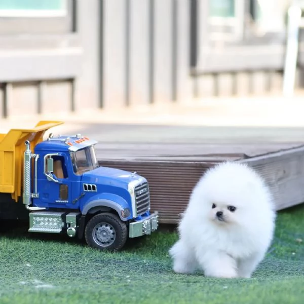 Pomerania di razza cerca una casa  | Foto 3