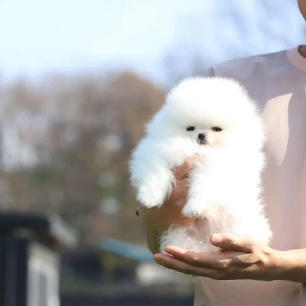 Pomerania di razza cerca una casa  | Foto 2