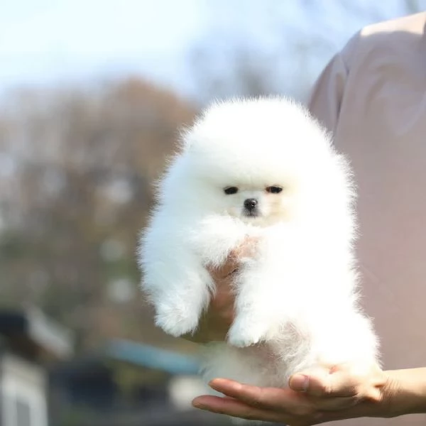 Pomerania di razza cerca una casa  | Foto 1