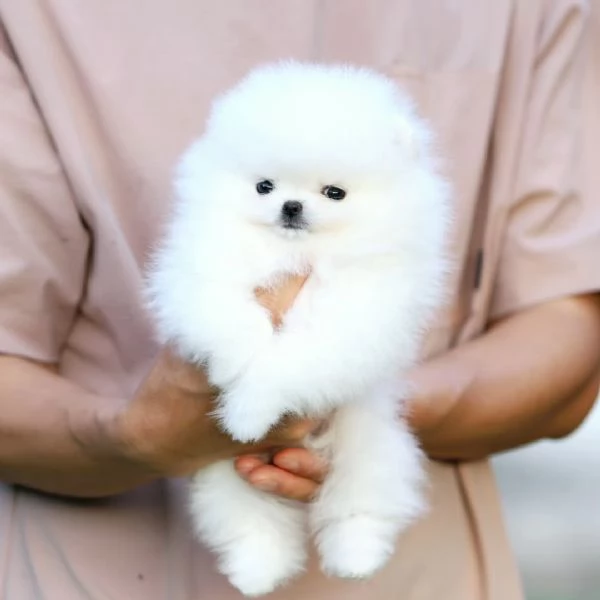 Pomerania di razza cerca una casa  | Foto 0