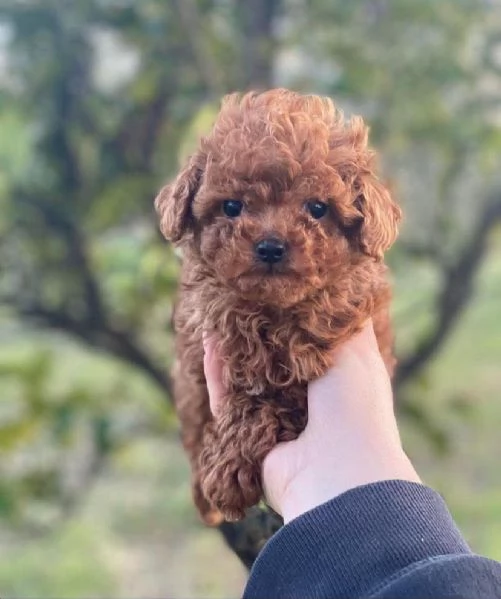 Cucciolo donato da un volontario | Foto 2