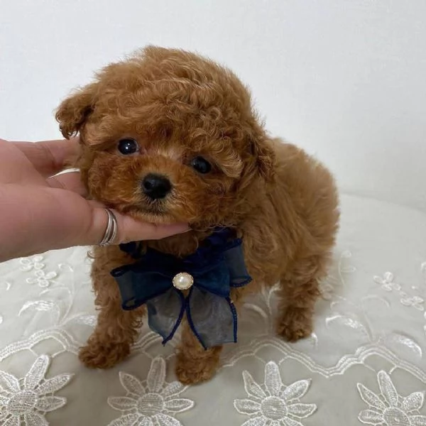 Cucciolo donato da un volontario | Foto 1