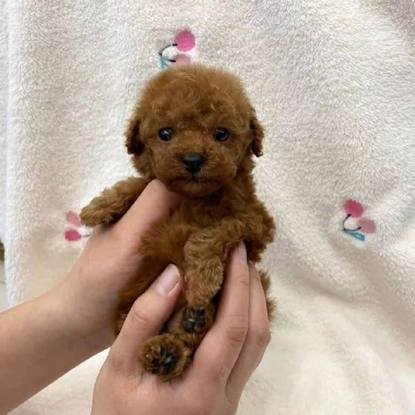 Cucciolo donato da un volontario | Foto 0