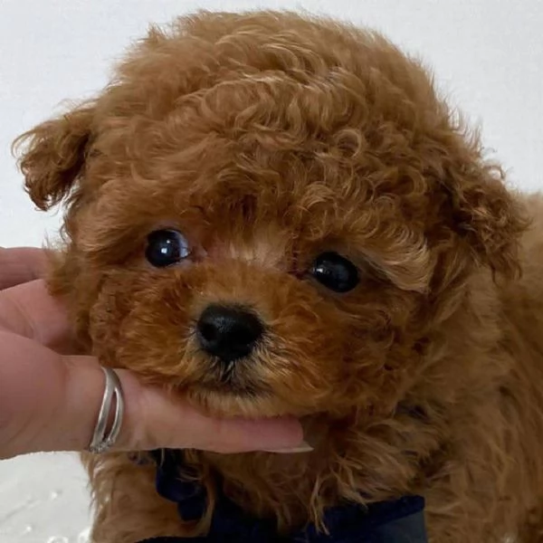 Cucciolo donato da un volontario