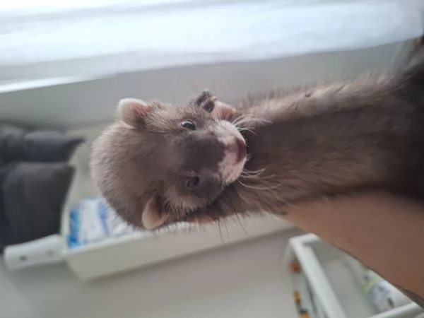 Cuccioli furetti | Foto 1