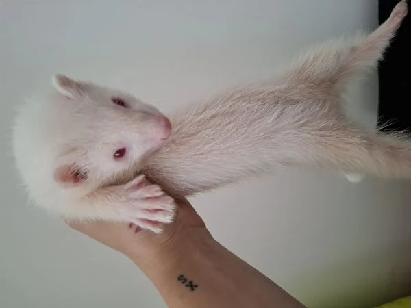 Cuccioli furetti | Foto 0