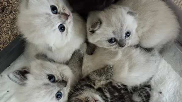 Cuccioli scottish fold-straight 