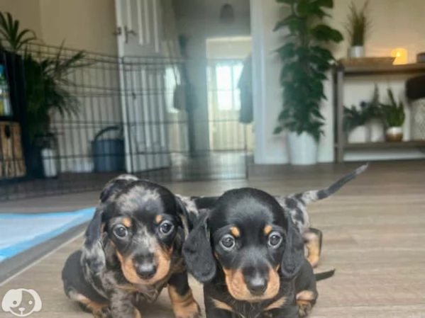 Cuccioli di Bassotto | Foto 0