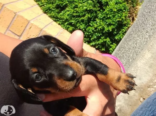 Cuccioli di Bassotto | Foto 3