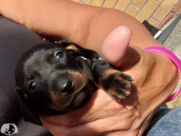 Cuccioli di Bassotto | Foto 2