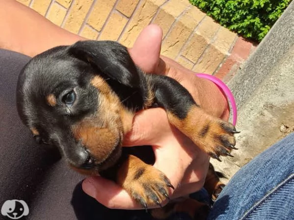 Cuccioli di Bassotto | Foto 1