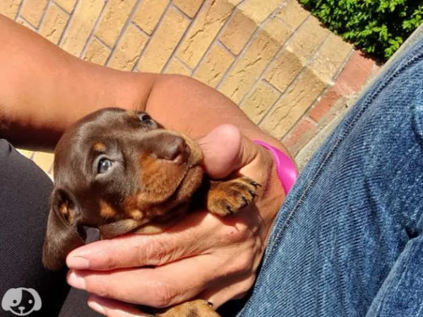 Cuccioli di Bassotto | Foto 0