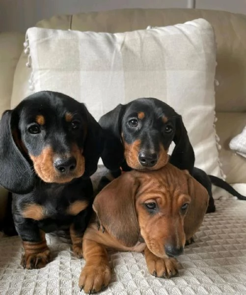 Cuccioli di Bassotto