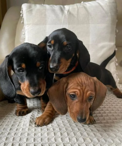 Cuccioli di Bassotto | Foto 0