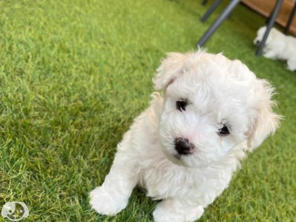 Bellissimi Cuccioli di Maltese Toy Maschi e Femmine | Foto 3