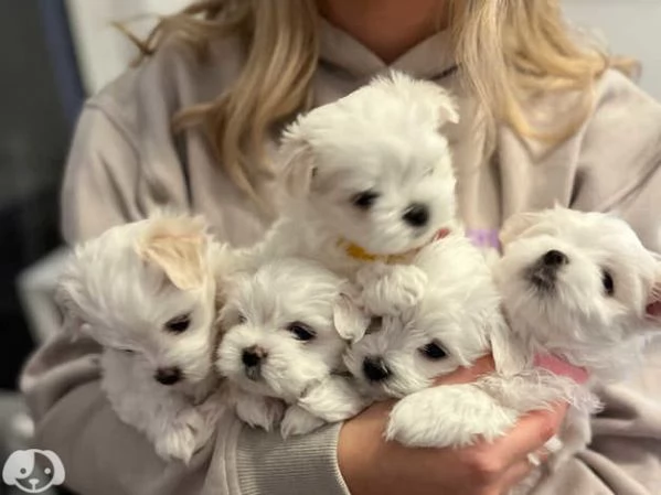 Bellissimi Cuccioli di Maltese Toy Maschi e Femmine | Foto 1