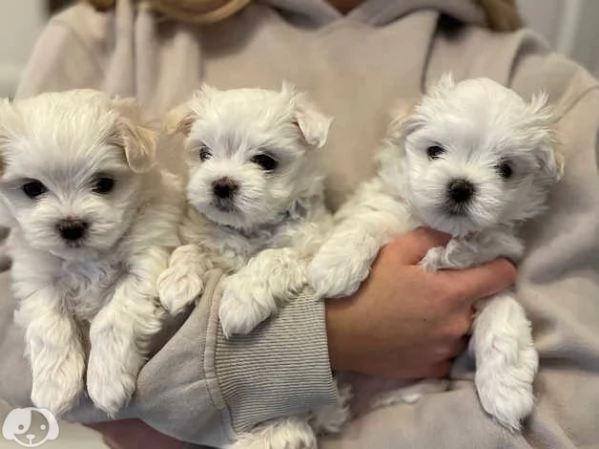 Bellissimi Cuccioli di Maltese Toy Maschi e Femmine | Foto 0