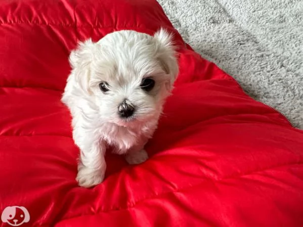 Bellissimi Cuccioli di Maltese Toy Maschi e Femmine | Foto 2