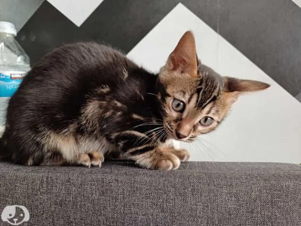 Gattini del Bengala | Foto 3