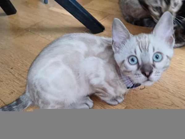 Gattini del Bengala | Foto 4