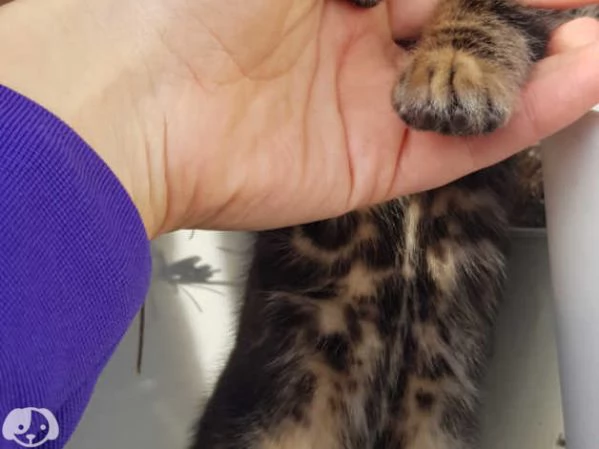 Gattini del Bengala | Foto 1