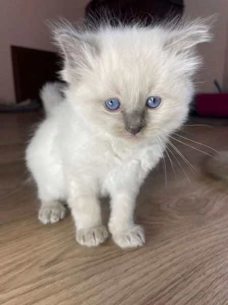 Cucciole di ragdoll | Foto 2