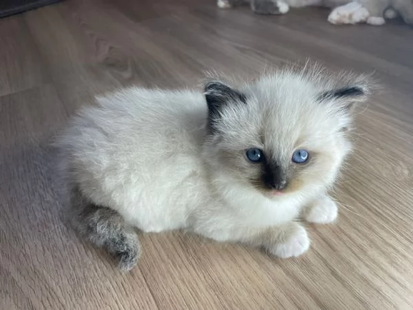 Cucciole di ragdoll