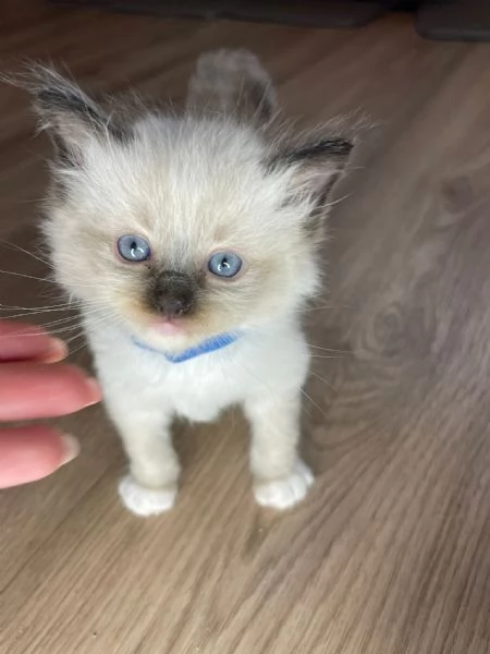 Cucciole di ragdoll | Foto 1