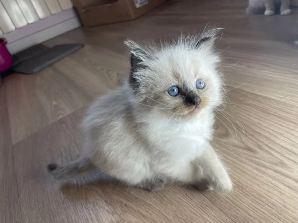 Cucciole di ragdoll | Foto 0