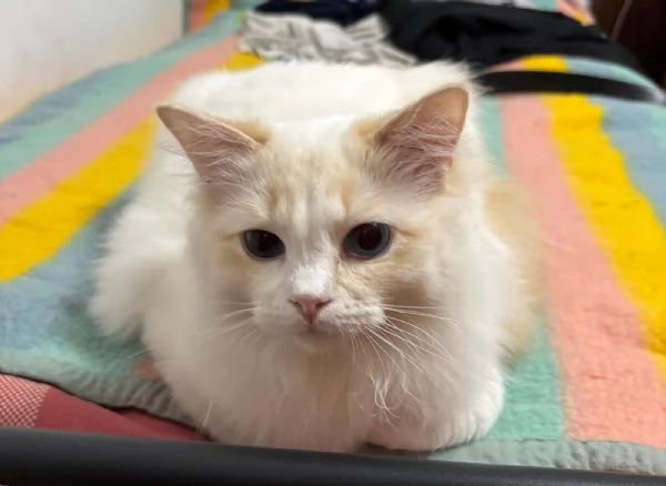 Ragdoll da monta | Foto 1