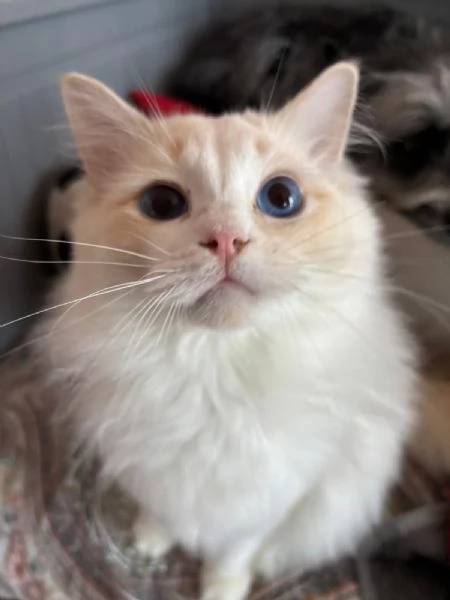 Ragdoll da monta | Foto 0