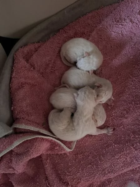 Cuccioli di Ragdoll