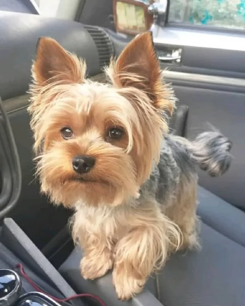 Ciao a tutti. Ho cuccioli di Yorkshire Terrier maschi e femmine disponibili per cure e una casa acco | Foto 0