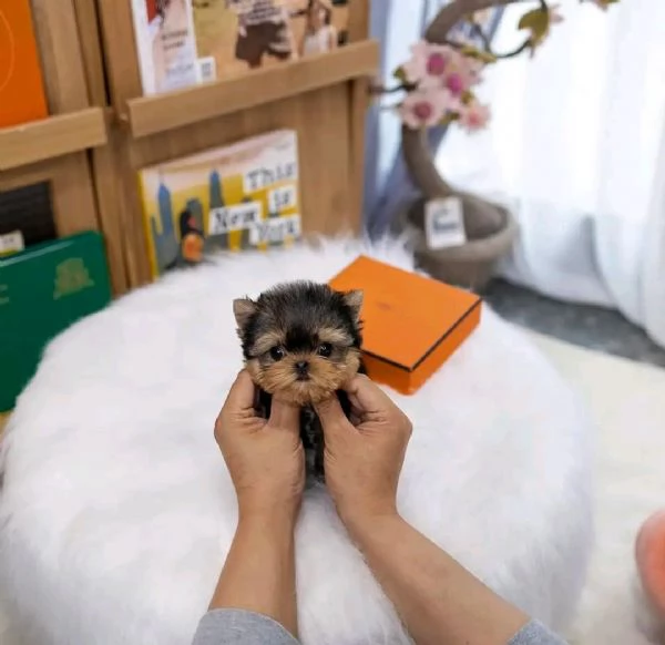 Ciao a tutti. Ho cuccioli di Yorkshire Terrier maschi e femmine disponibili per cure e una casa acco