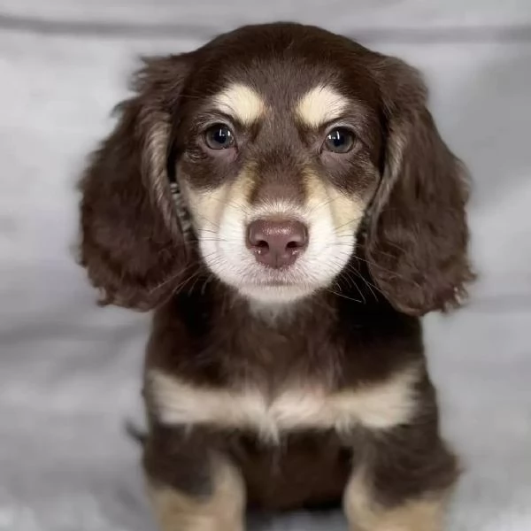 Cuccioli di bassotto a pelo lungo – Disponibili maschi e femmine | Foto 0