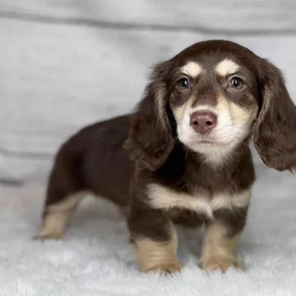 Cuccioli bassotto a pelo lungo – Allevamento amatoriale riconosciuto