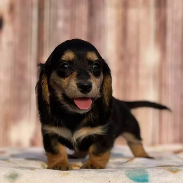 Mini bassotti a pelo lungo – Cuccioli adorabili con pedigree