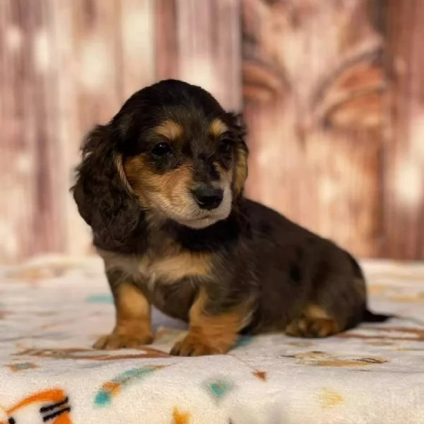 Mini bassotti a pelo lungo – Cuccioli adorabili con pedigree | Foto 0