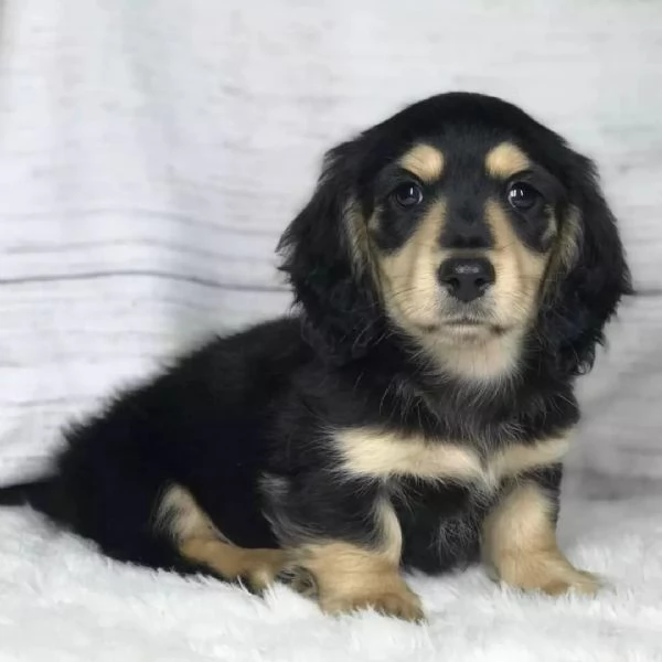 Cuccioli bassotto a pelo lungo – Perfetti per compagnia o show