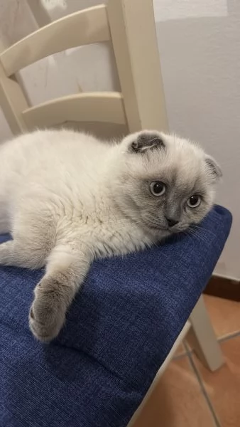 Vendo cucciolo Scottish fold