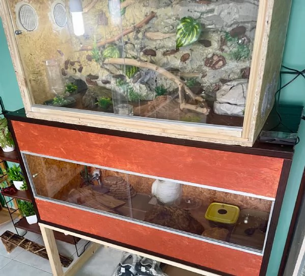 Gechi Leopardini Adulti con Teche e Accessori – Cessione Unica Zona Torino – 