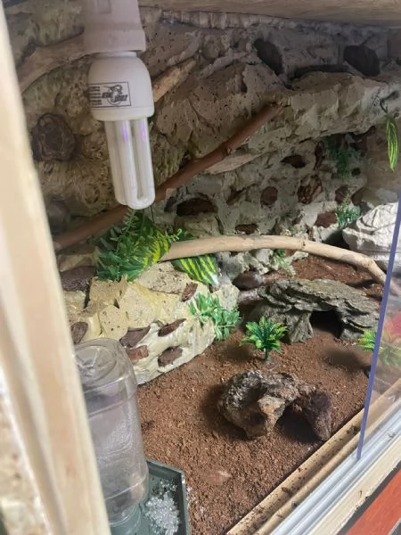 Gechi Leopardini Adulti con Teche e Accessori – Cessione Unica Zona Torino –  | Foto 4