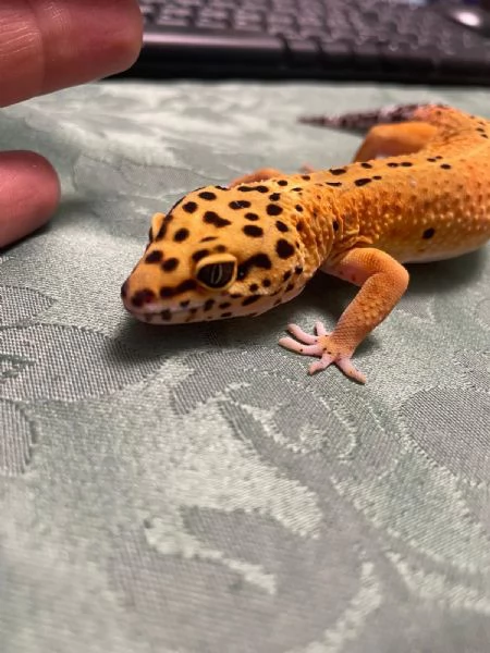 Gechi Leopardini Adulti con Teche e Accessori – Cessione Unica Zona Torino –  | Foto 3