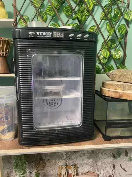 Gechi Leopardini Adulti con Teche e Accessori – Cessione Unica Zona Torino –  | Foto 2